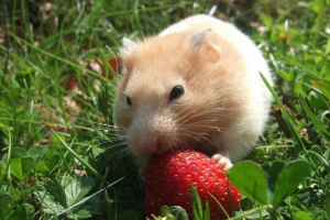 Czy mogę nakarmić truskawki chomika?